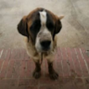 Meet your Posher, Mr snow's